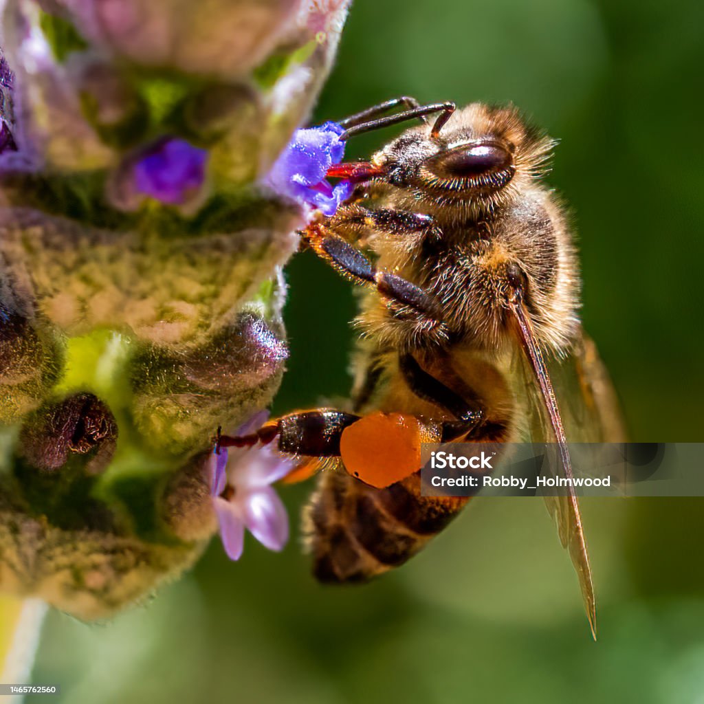 Free Goldswarm West African Honey Samples