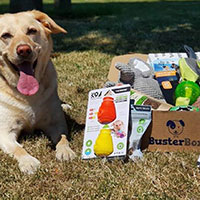 Receive Dog Toys For FREE