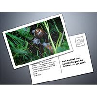 Receive Your Free Snailapic Classic: Postcard