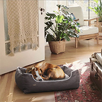 Win A Fe And Rea Dog Bed